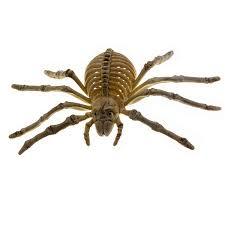 Bone Spider - MARHABA